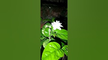 Thumbnail of jasmin flowers 🌼🌼