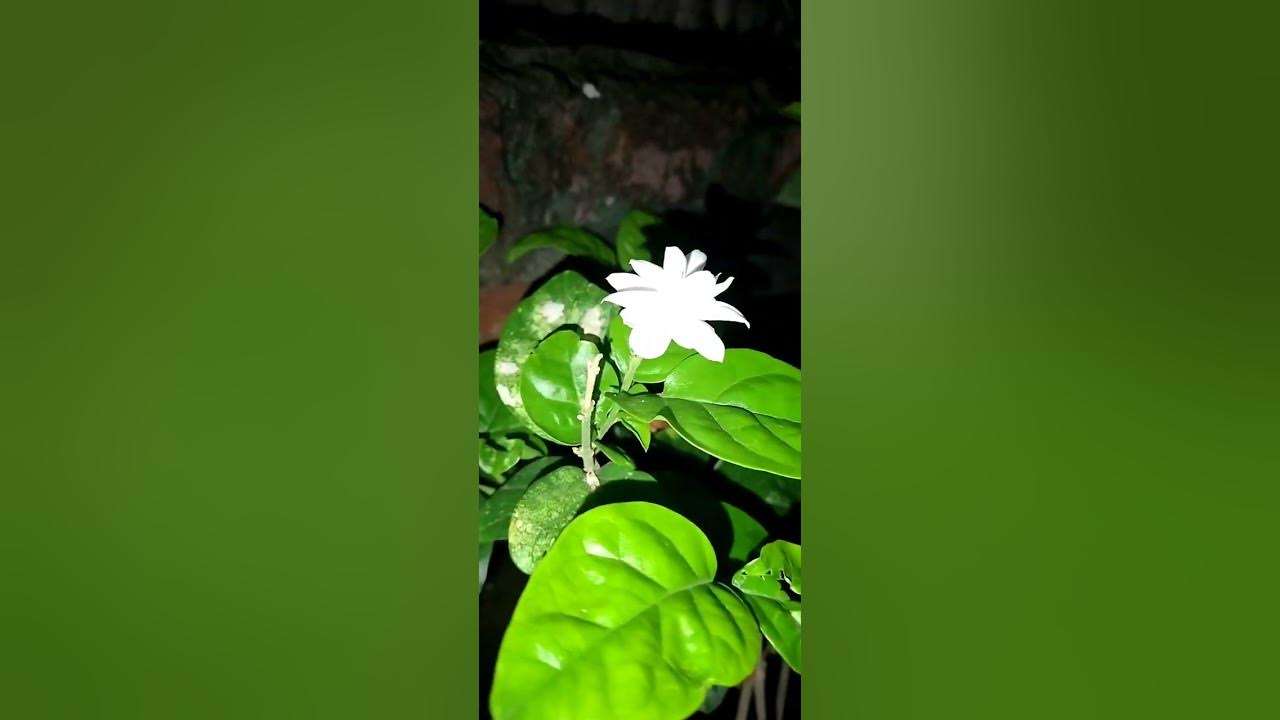 jasmin flowers 🌼🌼