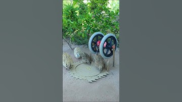 Best Create Bird Trap Technique - Quail Trap #creative bird trap #shorts
