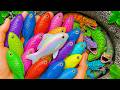 The Incredible Catch Colorful Aquarium Fish In Small Pond, baby turtle, cherry fish, Betta Fish, eel