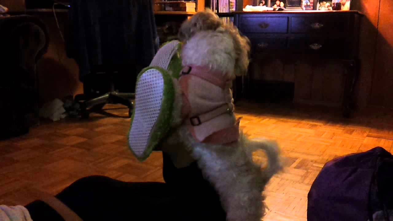 My dog eating my sisters foot YouTube