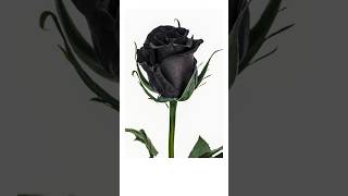 Black Rose: The Rarest Flower in the World #Facts #shorts