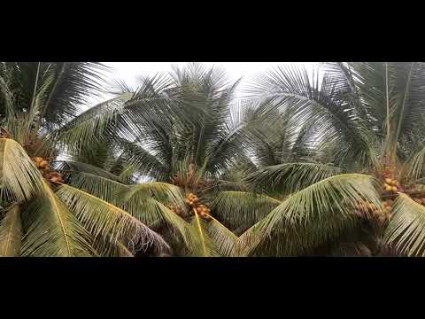 Video Vườn dừa mã lai giống đẹp nhất tiền giang 0367942956 - youtube