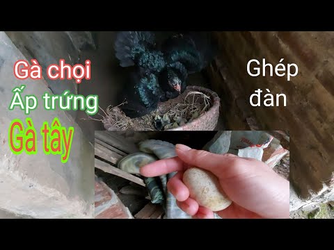 Video Nuôi dưỡng gà chọi bắt đầu từ khi mới nở. Ghép 2 đàn... - youtube