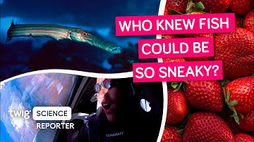 A Sneaky Fish with a Clever Hunting Strategy