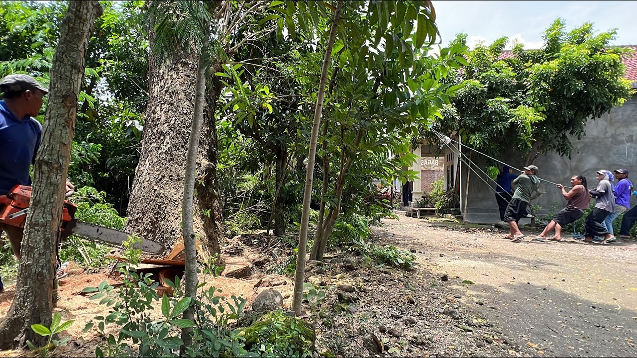 Cut down the trembesi tens of years in front of the house !! - YouTube