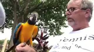 Talking parrot screenshot 4