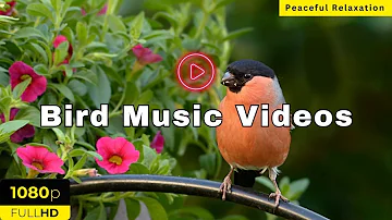 3 Hour bird sounds Relaxation - Nature sounds music for Meditation - Birds chirping, birds singing