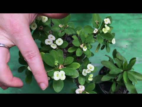 Video: Euphorbia Mila Sau Coroana De Spini. Ingrijirea Casei. Cultivare, Reproducere. Fotografie