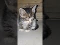 anak kucing#cat