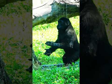 Ringo 拍拍手 #zoo #gorilla