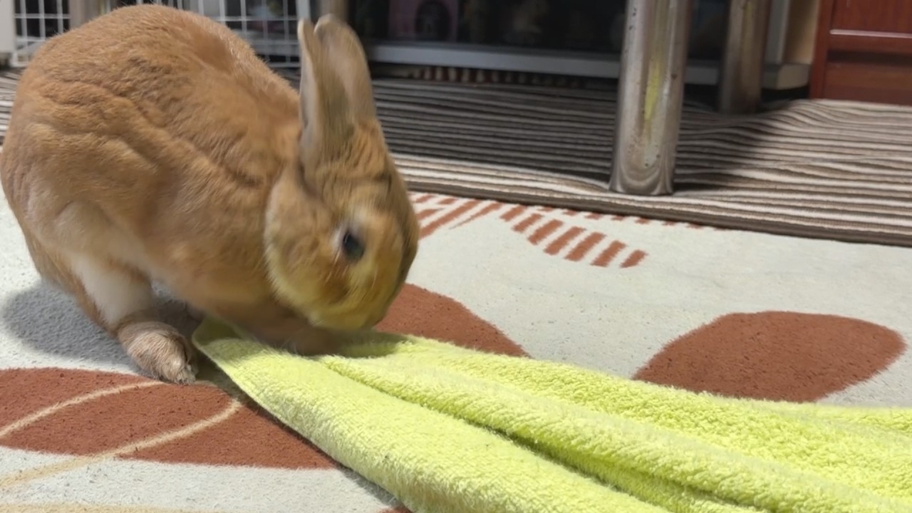 A rabbit flies into a rage over a well-worn towel and wins a