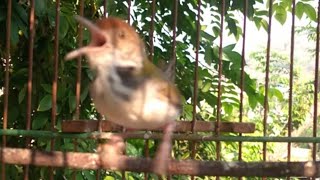 kicau burung ciang ciang