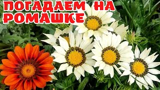 Посадите Гацанию Рано | Вам Будут Завидовать Соседи | Что Для Этого Сделать