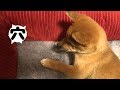 柴犬（豆柴）みかん｜穴掘りでベッドがついに壊れる…そして反省ｗ