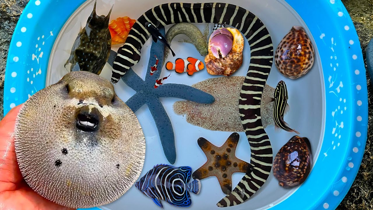 WOW! Tangkap ikan buntal dan belut, kelomang, siput, keong, ikan hias, ikan nemo, bintang laut