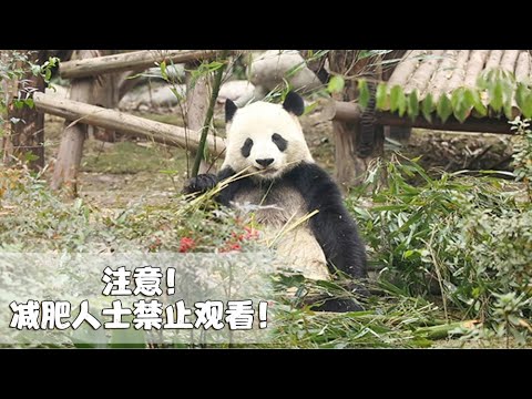 《熊貓早晚安》這隻視頻把人都看餓了 | iPanda