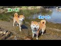 なんやかんやあっても川遊びは楽しい巨体兄弟がかわいい