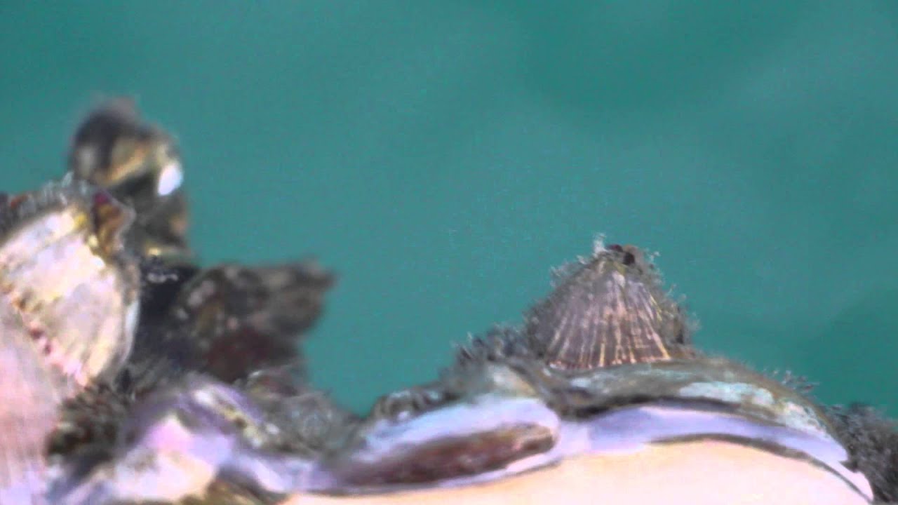 cirri of large barnacle