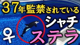 An orca trapped in a new aquarium in Japan. かわいそうなステラの現在。須磨シーワールドは、時代遅れのシャチショーが目玉ビジネス。