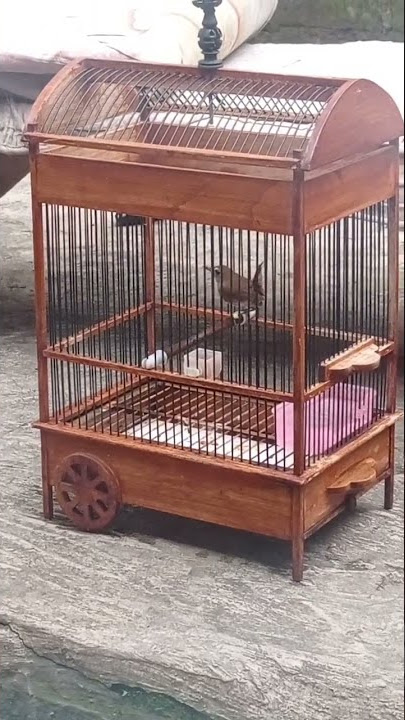 pancingan jongkangan ngeplong #jongkangan #jongkangancoklat #cingcoang