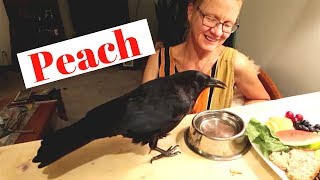 Living with a Crow