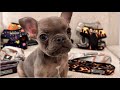 Sassy tiny frenchie eats nonstop rummages through fridge when mom doesnt give him snacks more