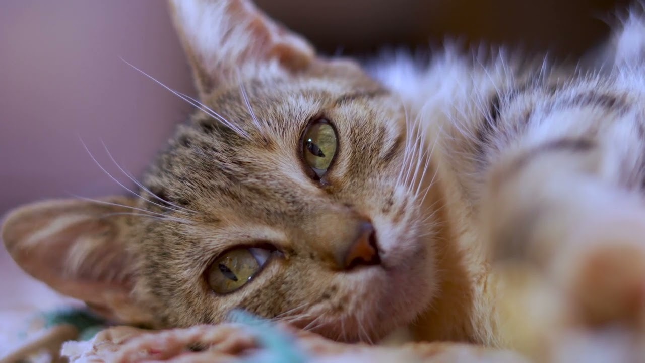 pet lover world cutes cat hungry beautifull cat baby cat lover