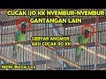 Cucak Ijo Kepala Kuning Nyembur Gantangan Lain Hingga Kembang Milik Bang Leo Mp3 - Mp4 Download
