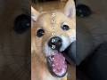 1歳を迎えた柴犬の成長記録 #豆柴
