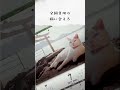 【予約開始】猫どころカレンダー2027年版