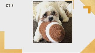 Meet Hollie Strano's dog Otis