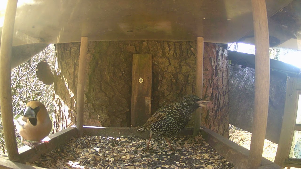 02 03 26 Kernbeißer und Star