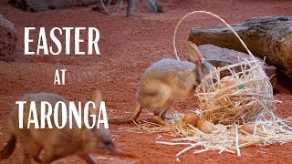 Bilby Easter Enrichment at Taronga Zoo Sydney