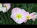 Floriade 2022 ll Canberra ll Australia ll Biggest Celebration of Spring ll