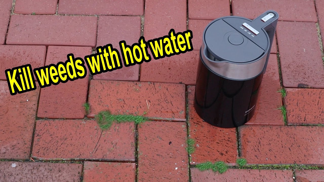 Kill weeds with hot boiled water - Remove weeds easily and quickly with boiled water