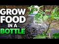 How to Grow Tomatoes and Cucumbers in a Plastic Bottle | Small Space Gardening