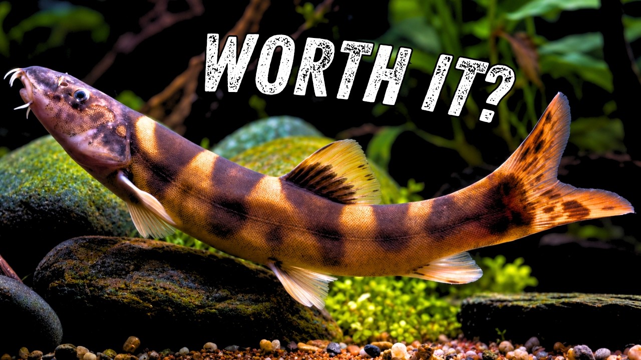 Would You Pay $100 for This Fish?