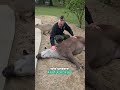Kleine Massage für Flachlandtapir Fahéj im Zoo Dortmund #tiere #tapir #zoolotse #zoo #zoocialmedia