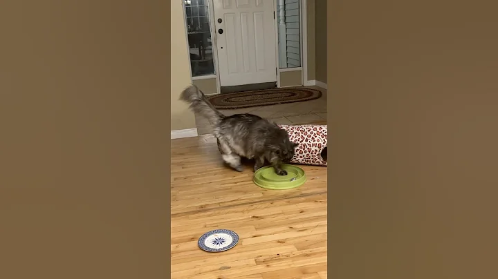Watch the video about Cat Skills
