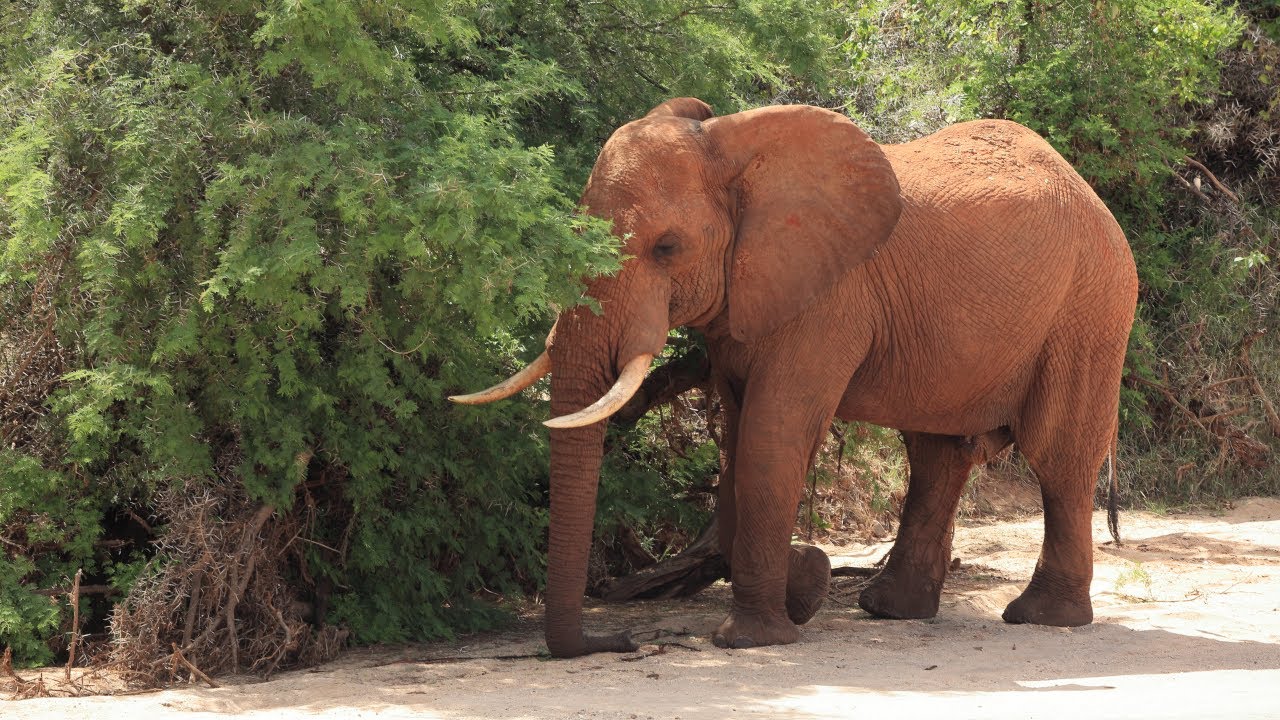 Lucy Vexmour - "Elephants roam wild and free"