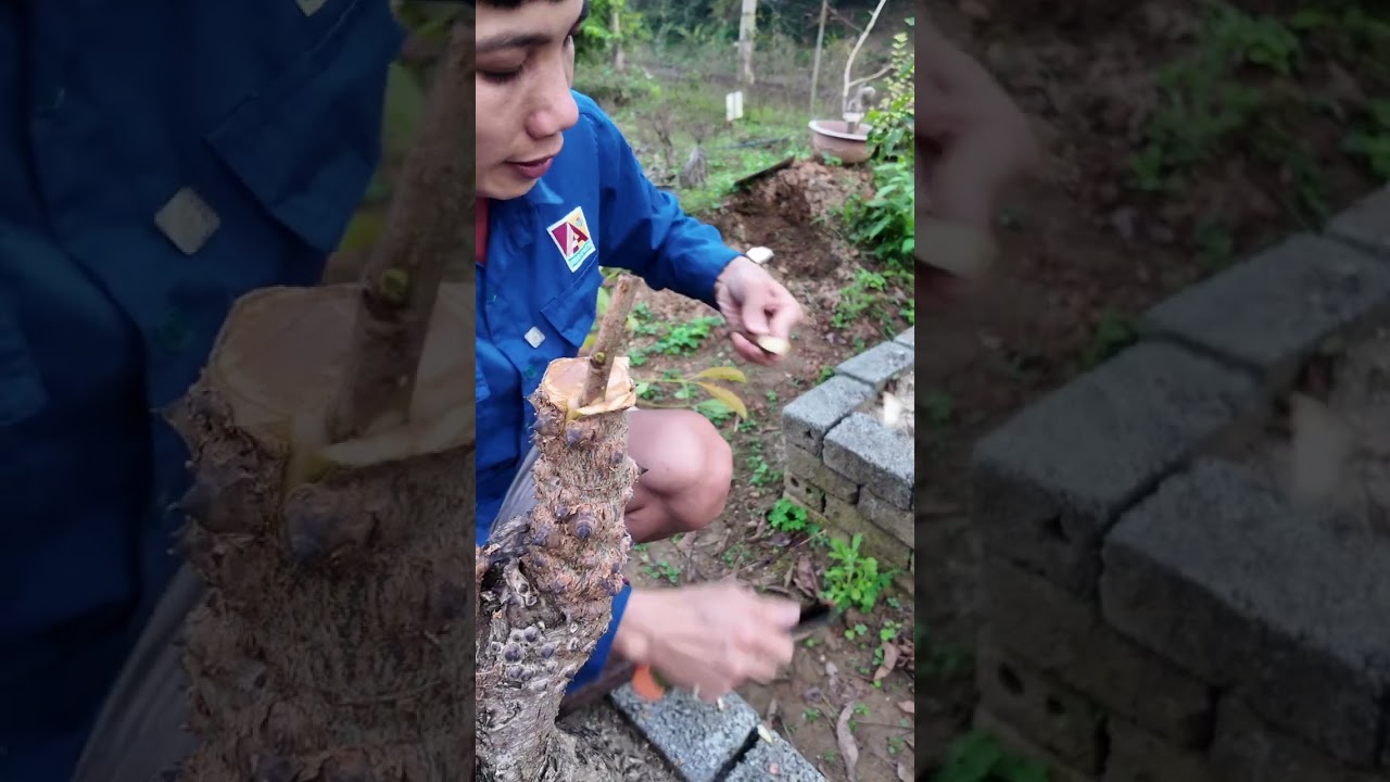 cách ghép cây hoa gạo lần đầu trải nghiệm #hảitau #haitaubonsai #caycanh #ghépcây 