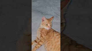 Nhn Mt Rt D Thng Nha Sen