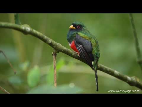 Ecuador Birding Tours