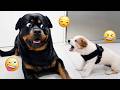 Funny Dogs Compilation – Best Dog Videos 2025 🐕🤣 #118