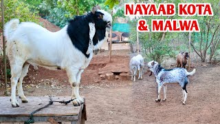 Nayaab Kota Malwa Bakre Best Price Par At Owais Goat’s