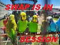 Exotic Bird & Animal Swap Waverly Iowa (THERE ARE SO MANY PUPPIES)