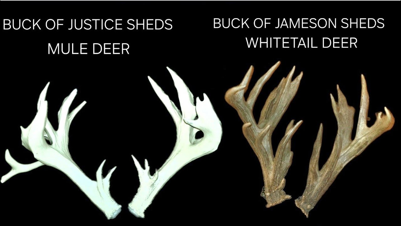 Mule Deer Vrs Whitetail Two Of The Biggest Thickest Bucks Ever To Walk The Earth JUSTICE VRS JAMESON