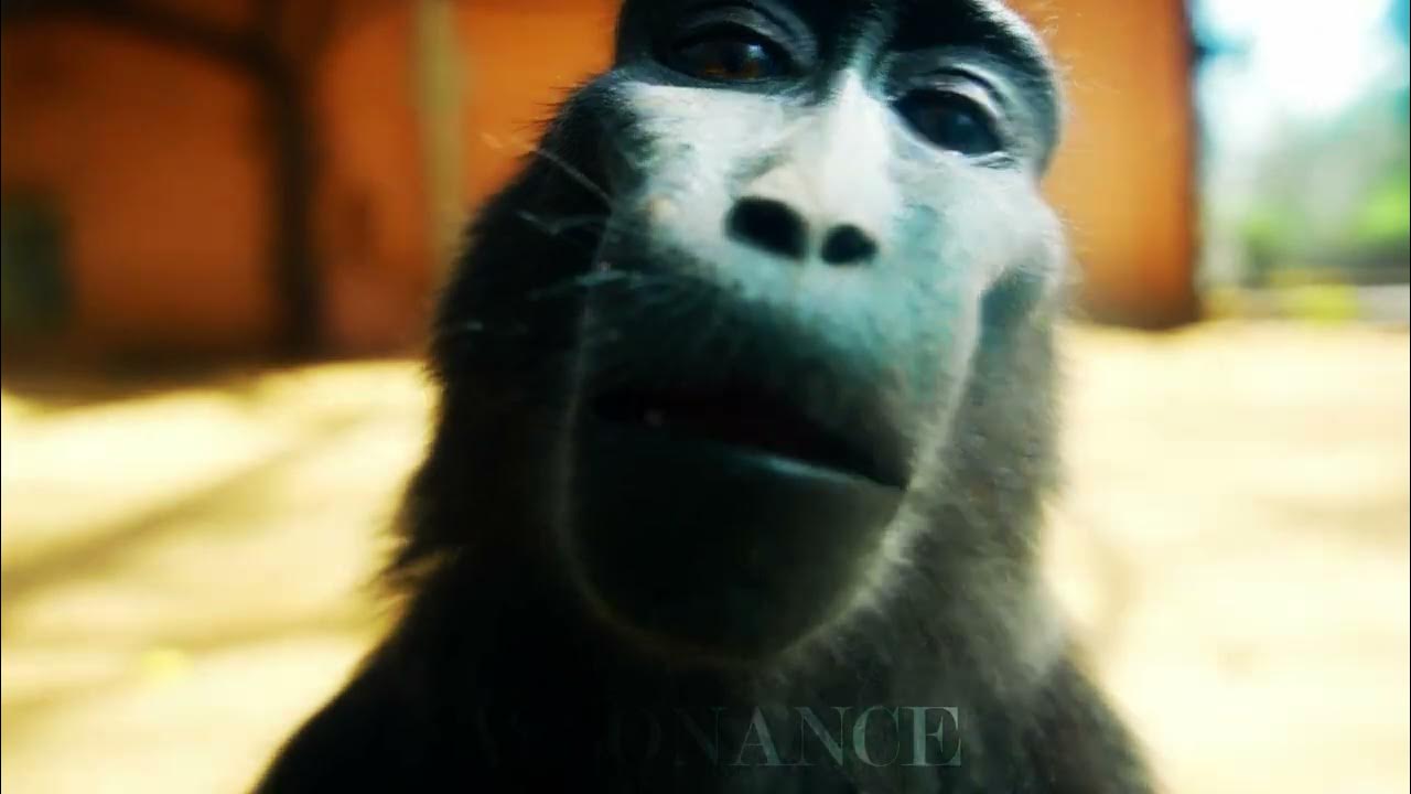 Rizz Monkey [4K 60 FPS] // Lost soul down x lost soul - YouTube