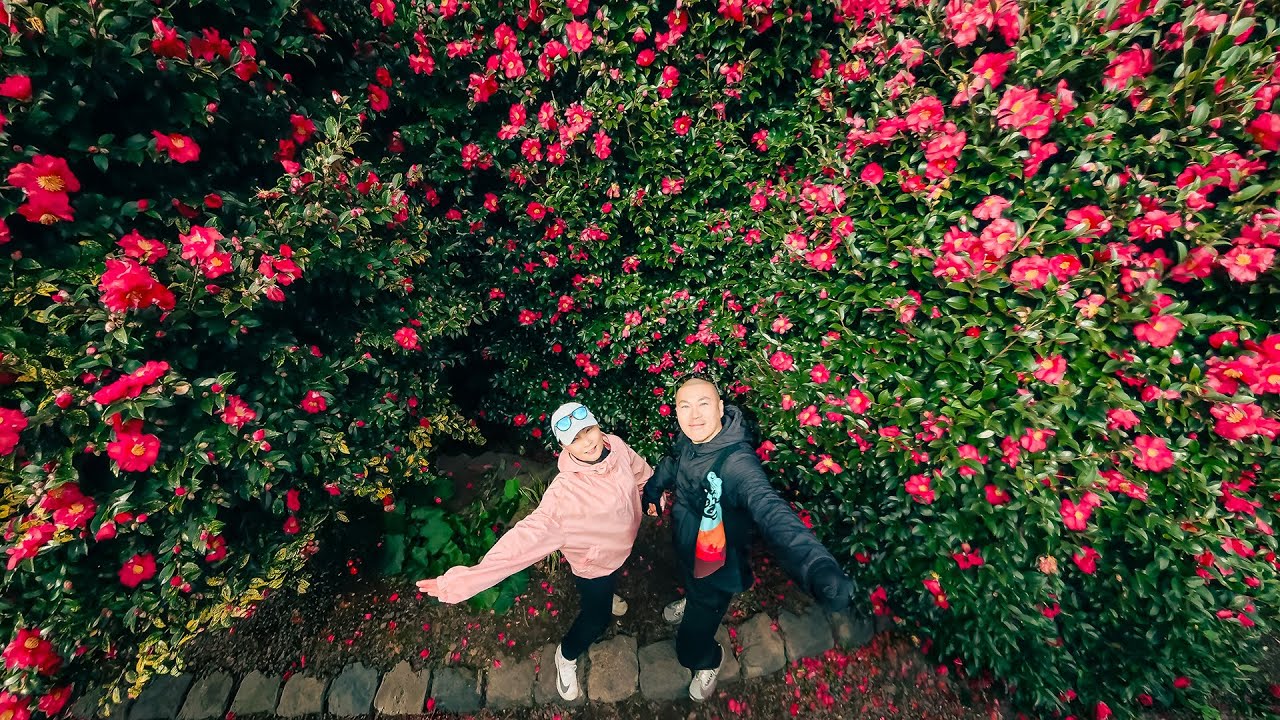 동백꽃 필 무렵 | 올레길 5코스 X 동백수목원